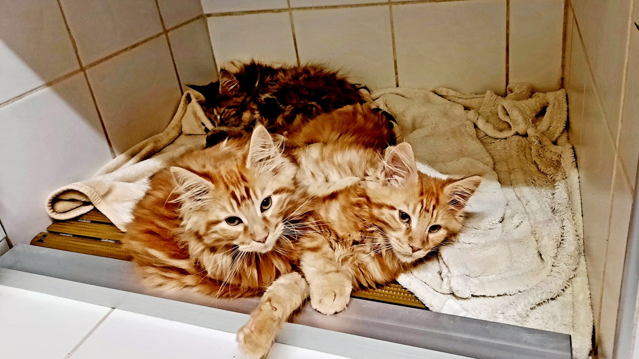 Sortie de groupe pour ces 3 jeunes Maine Coon